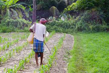 A farmer spraying pesticides and fertilizers on crops in a field as part of agriculture.