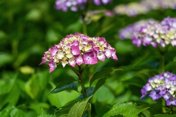 ちょうど見頃の赤紫のグラデーションがきれいなアジサイの花