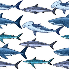 Seamless pattern with various sharks, great white shark, hammerhead shark and other. Vector illustration in engraving style. - obrazy, fototapety, plakaty
