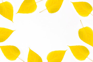 Fototapeta premium yellow mulberry leaves in white background frame
