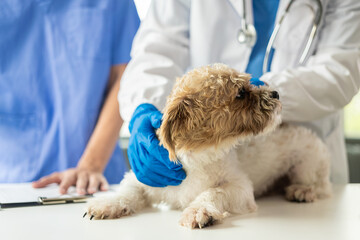 Young asian veterinarian sitting examining cute shih tzu dog with stethoscope in veterinary clinic...