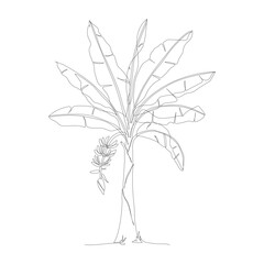 One continuous line drawing of banana tree. Banana tree line art drawing. Tropical concept of banana tree vector illustration. Banana tree icon in one line drawing. Vector illustration