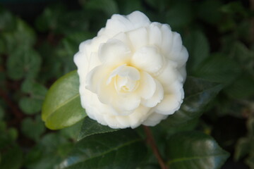 Blossom of camelia japonica, Dahlonega variety, japanese camellia