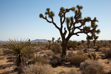 joshua tree national park