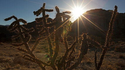 Cactus at Sunrise, New Mexico, USA