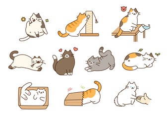 Fat cute cat lifestyle. They are joking around, having accidents, and having fun. - 611188578