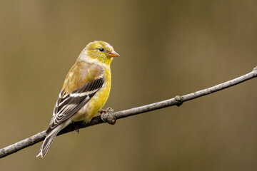 Gold Finch perched on a branch