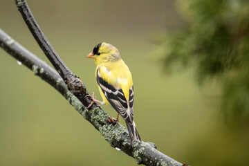 Obraz premium Gold Finch perched on a branch