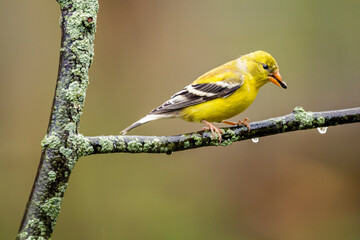 Gold Finch perched on a branch