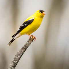 Fototapeta premium Gold Finch perched on a branch