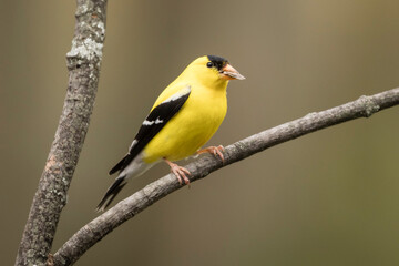 Gold finch with seed sitting on a branch.
