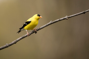 Obraz premium Gold Finch perched on a branch