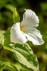 A white trillium, official flower of Ontario, Canada.