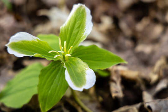 Green Trillium close-up
