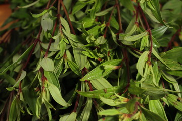 Foods for reduce fatty liver. Healthy plants for human body