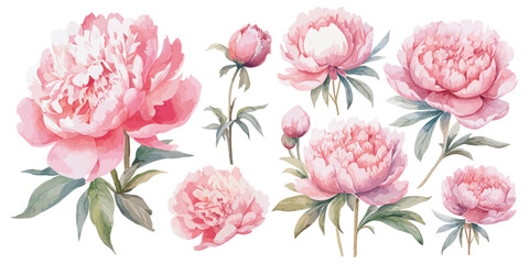 watercolor pink peony clipart for graphic resources © Dgillustration12u