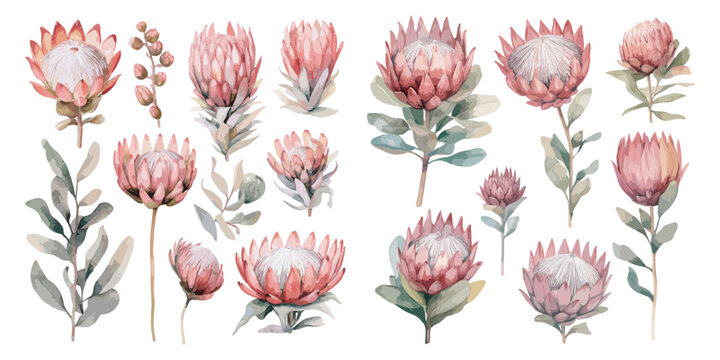 watercolor protea clipart for graphic resources