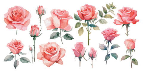 watercolor pink rose clipart for graphic resources - obrazy, fototapety, plakaty
