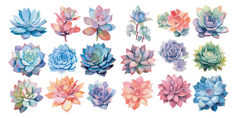watercolor succulent clipart for graphic resources