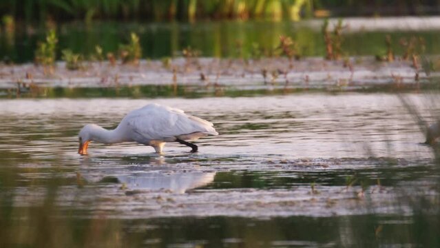 Common Spoonbills sweep bills side to side in shallow stream searching for prey