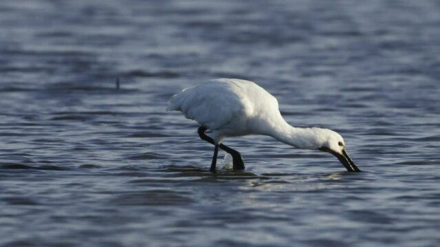 Eurasian Spoonbill wades through wetland shallows using bill to search for prey