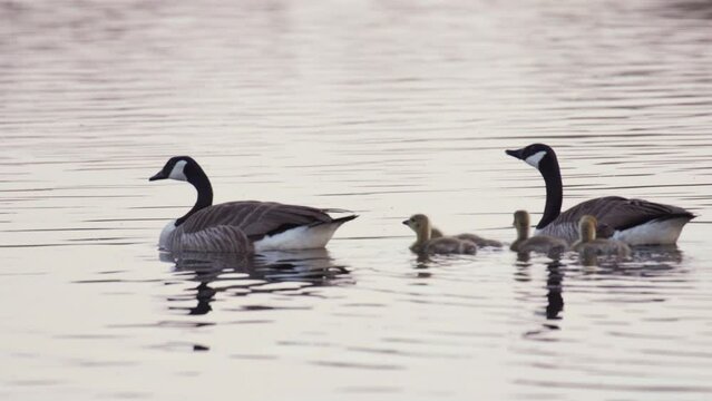 Canada geese swim along calm river with four cute goslings, smooth tracking
