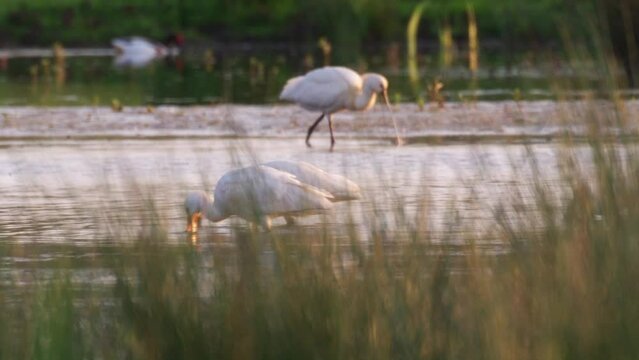 Spoonbills in shallow river stream foraging by sweeping bills to catch prey