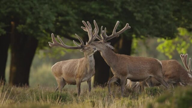 Red deer stags in bachelor group with imposing antlers interact, The Veluwe