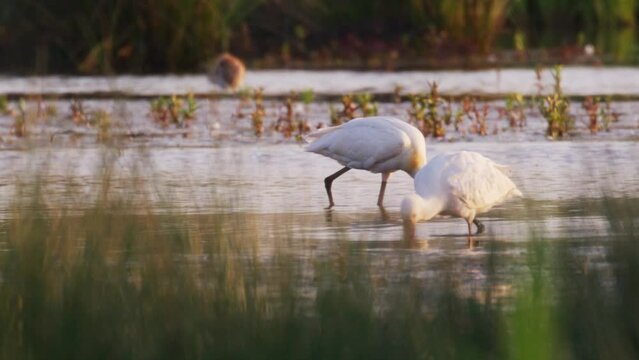 Two Spoonbills wading in shallow stream sweeping bills foraging for prey