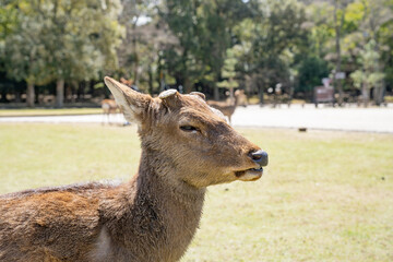 Fototapeta premium 鹿 奈良 鹿公園 動物 観光地