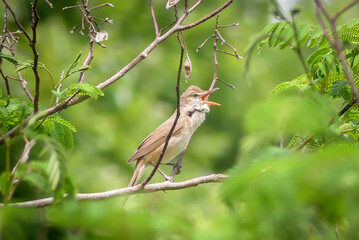 縄張りで大声を出し鳴き続けるオオヨシキリ