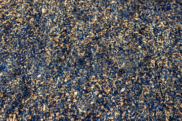 Textura de serragem de madeira. Azul. Papel de parede. Fundo.