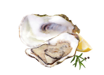 Oysters on a white isolated