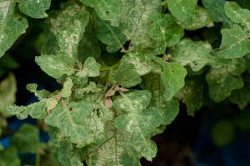 Eggplant leaves and plant diseases
