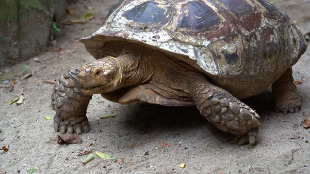 Close up shot of a large African spurred tortoise, centrochelys sulcata with long lifespan, slowly crawling and moving forward with its stumpy and padded feet, foraging for food on the ground.
