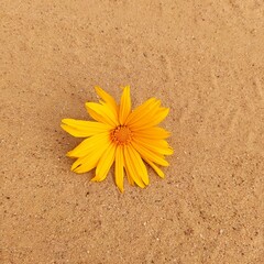 I found a fake sunflower in the sand