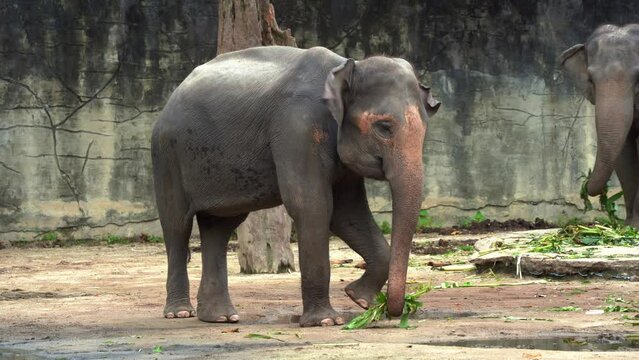 Happy young Asian elephant, elephas maximus grabbing a bunch of food with its trunk, flapping its ears, swinging its tail, close up shot.