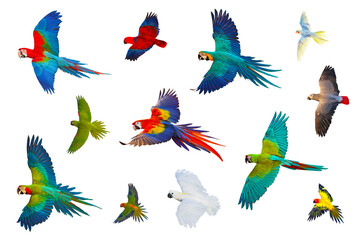 Collection flying of parrots isolated on transparent background png file