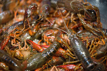 Live crawfish ready for boiling