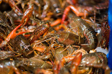 Live crawfish ready for boiling