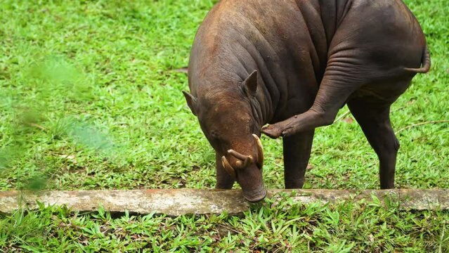 Close up of a male babirusa (Babyrousa celebensis) walking on the grass, side view.