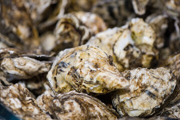 Obraz premium fresh oysters for sale at the seafood market.