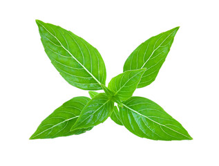 Sweet Basil isolated on transparent png