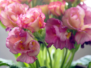 bright delicate beautiful pink primrose flower, macro