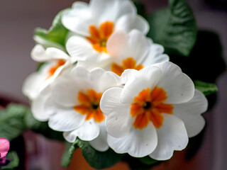 Fototapeta na wymiar bright delicate flowers of white primrose in a pot on the windowsill