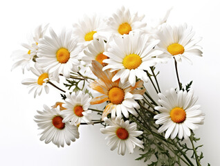 Bouquet of daisies flowers closeup on white