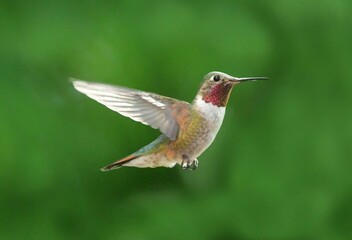 close up of  a colorful male broad tailed hummingbird in flight in summer in broomfield, colorado