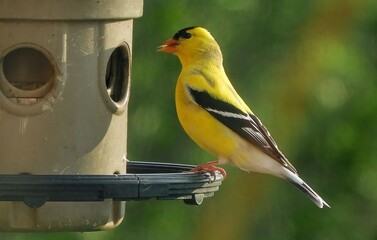 a pretty yellow male american goldfinch in spring  in his breeding plumage perched on a backyard...