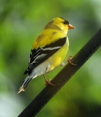 a pretty yellow male american goldfinch in his breeding plumage  in spring perched on a rod in broomfield, colorado