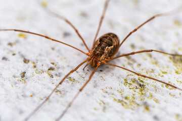 Daddy long legs spiders on the floor